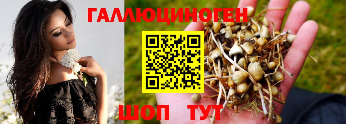 Галлюциногенные грибы Psilocybe Ярославль